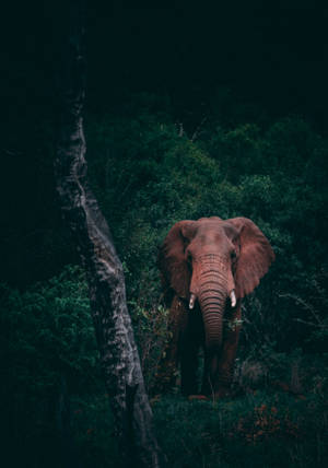 Fond de ecran pentru telefon cu elefant în pădure întunecată — OnePlus Pad Fundal