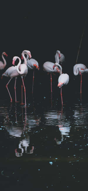 Fotografie Flamingo iPhone — Vivo X Fundal