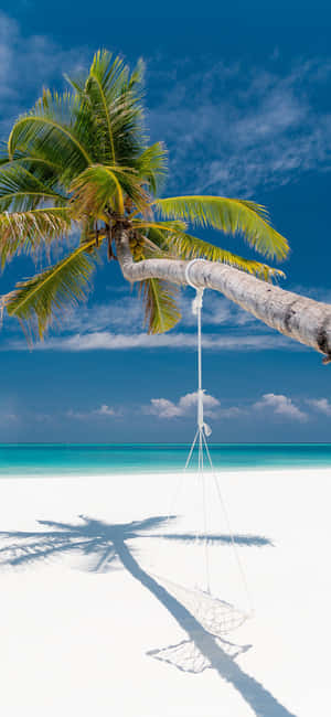1290x2796 — Fairphone 5 Fundal