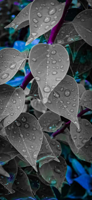 1284x2778 — OnePlus R Fundal