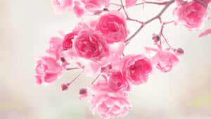 Fundal floral roz