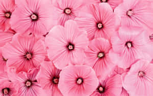 Fundal Floral Roz