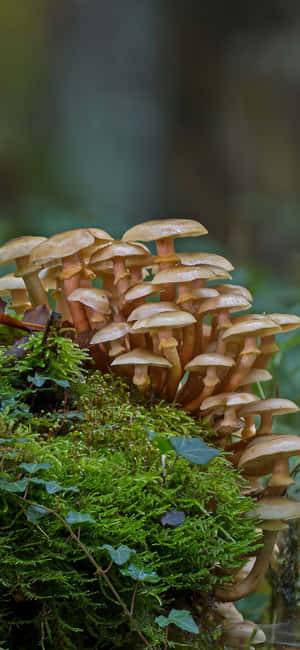Mushroom Phone — iPhone 17 Pro Fundal