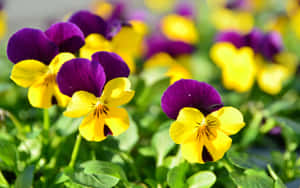 Imagini frumoase cu flori — Floare Frumoasă Fundal