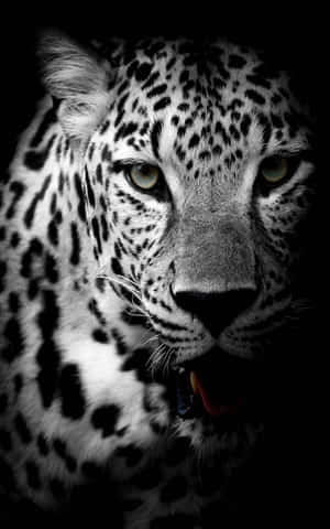Jaguar Negru — Infinix Xpad 20 Fundal