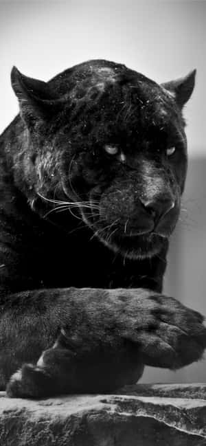 Jaguar negru — iPhone 13 Fundal