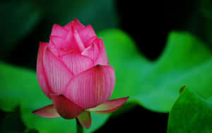 Imagini cu flori de lotus — Floare de lotus Fundal
