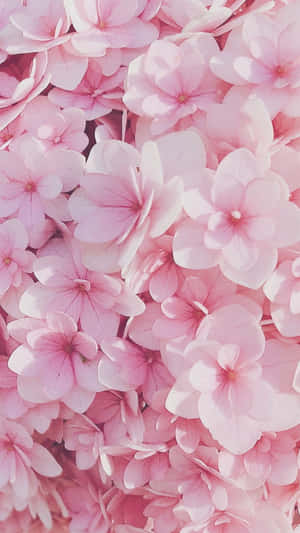 Floral Roz