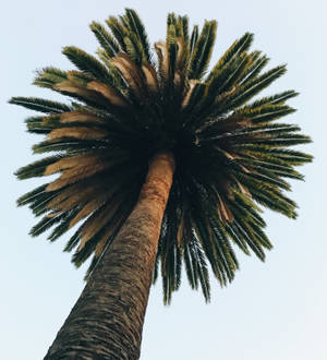Tapet Lo Fi Palm Tree — Nubia Flip Fundal