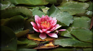 Imagini cu flori de lotus — Floare de lotus Fundal