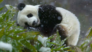 Fundal Panda — Panda Fundal