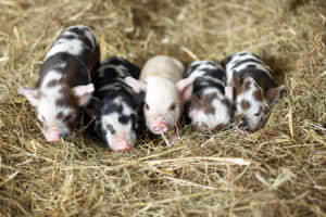 Imagini cu porci drăguți — Porc drăguț GIF Fundal
