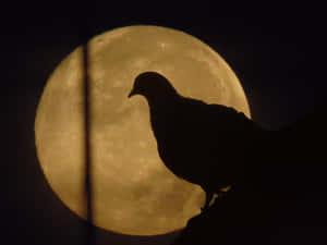 imagini cu luna plina — Lună Noapte Cer Fundal