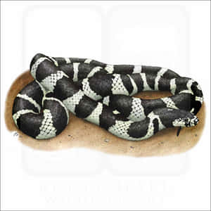 King Snake Pictures — iPad (A16) Fundal