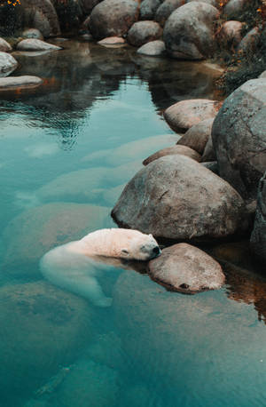 Wallpaper urs polar întins pe piatră — Honor MagicPad4 Fundal