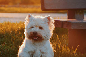 Wallpaper drăguț cu un câine Westie alb pe iarbă lângă o bancă la apus