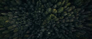 Univers fascinant cu o stea căzătoare
