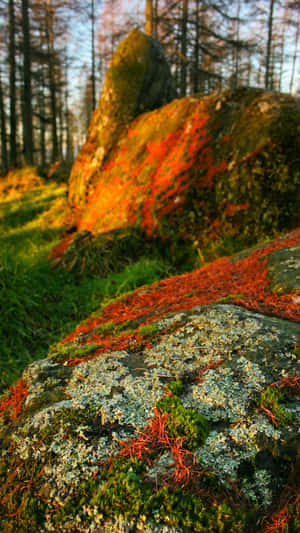1440x2560 — 1440x2560 Fundal