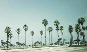 Tumblr California Desktop — Estetică tumblr Fundal