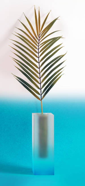Plantă Iphone — Galaxy A17 Fundal