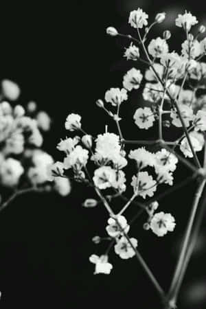 Imagini estetice alb-negru