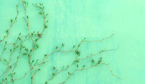 Vițe Estetice Verde Deschis — Estetică verde deschis Fundal