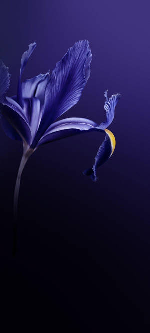 Vivo V20 Floare Violetă — Infinix Zero 40 Fundal