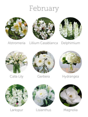 Wallpaper Frumos pentru Februarie pentru iPhone — Kindle Fundal