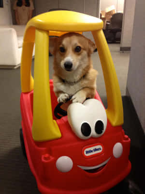 Imagini amuzante cu Corgi — iPad Air 13 Fundal